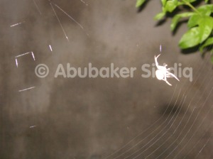 Spider making its Web at night